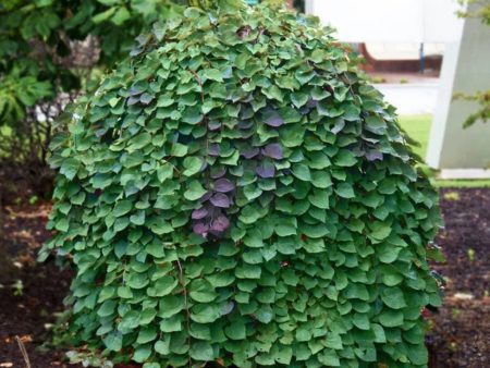 Weeping Redbud Tree Cheap