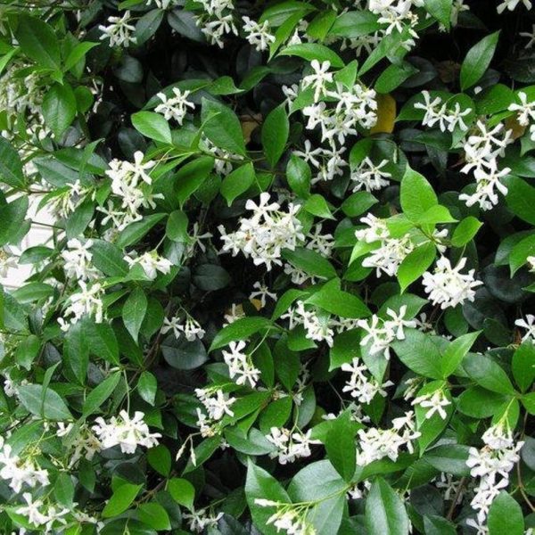 Star Jasmine For Discount