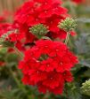 Verbena X Homestead Red For Cheap