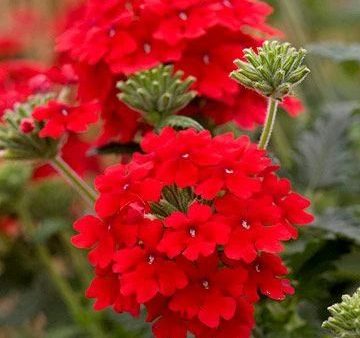 Verbena X Homestead Red For Cheap