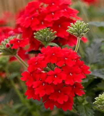 Verbena X Homestead Red For Cheap