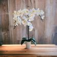 Stunning Orchids -Perfect Gift on Sale