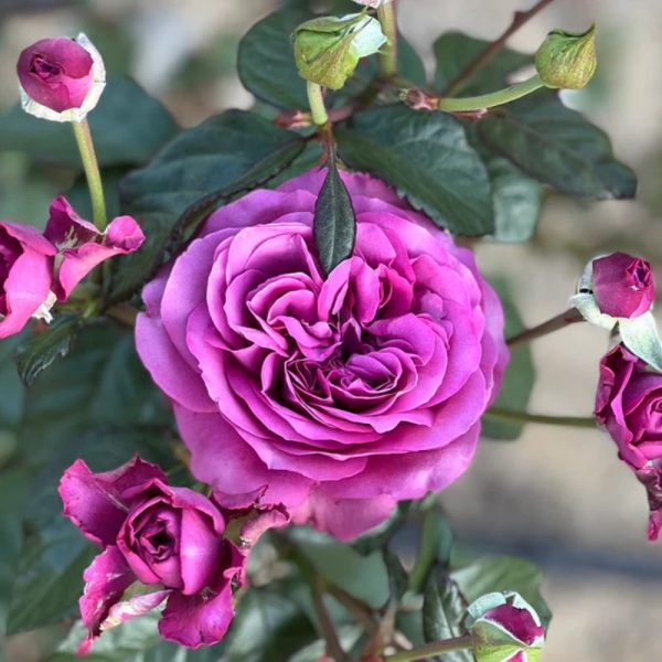 Sunbelt Plum Perfect Rose Online now