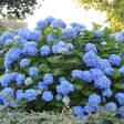 Summer Times Blue Hydrangea Online