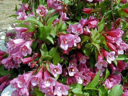 Weigela  Minuet  on Sale