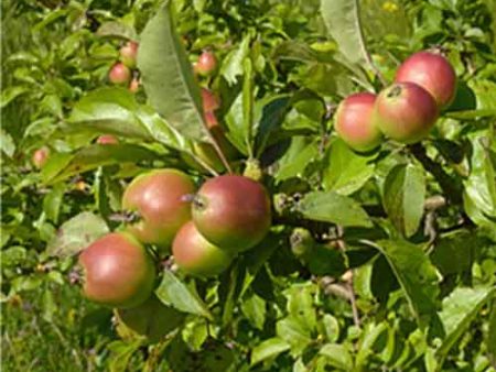 Southern Crabapple Online