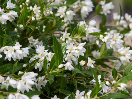 Yuki Snowflake Deutzia Sale