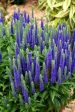 Veronica Spicata Royal Candles Cheap