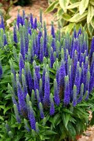 Veronica Spicata Royal Candles Cheap