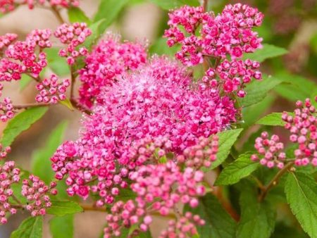 Superstar Spirea Online now