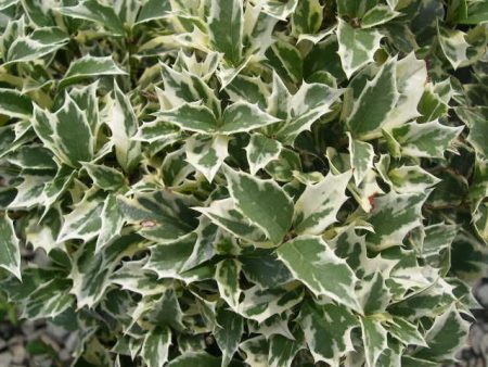 Variegated False Holly Supply