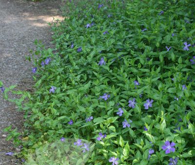 Vinca Minor Periwinkle an evergreen, trailing vine that spreads quickly once established. Online