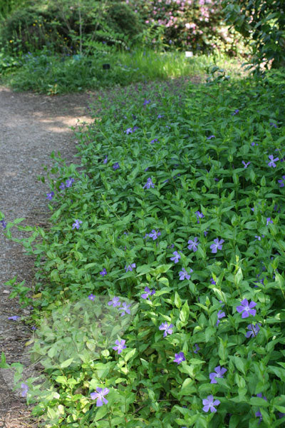 Vinca Minor Periwinkle an evergreen, trailing vine that spreads quickly once established. Online