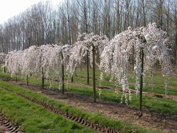 Weeping Yoshino Cherry Tree Sale