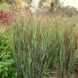 Switch Grass Panicum Virgatum For Cheap