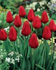 TULIP KINGSBLOOD Gorgeous, Deep Red Blooms with a Scarlet Edge. Very Tall, French Tulip. Late Bloomer. Cheap