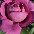 Sunbelt Plum Perfect Rose Online now