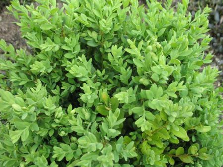 Green Mountain Boxwood on Sale