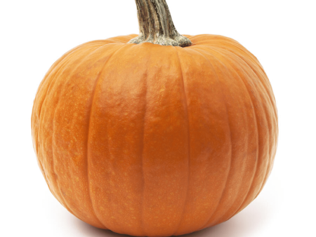 Specialty Pumpkin Discount