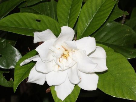 Swan Queen Gardenia For Cheap