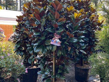 Teddy Bear Magnolia Tree Cheap