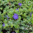 Vinca Minor  Ralph Shugart Periwinkle 10 Count Flat of 4  Pots Online Hot Sale