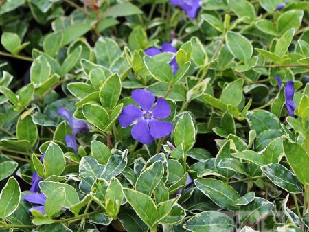 Vinca Minor  Ralph Shugart Periwinkle 10 Count Flat of 4  Pots Online Hot Sale