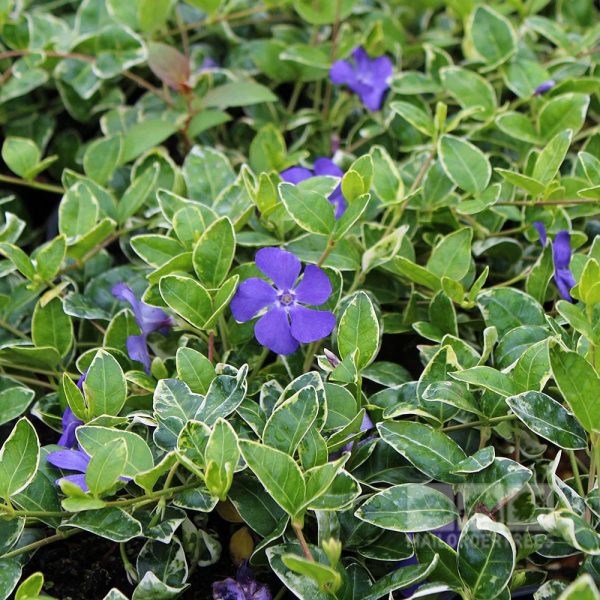 Vinca Minor  Ralph Shugart Periwinkle 10 Count Flat of 4  Pots Online Hot Sale