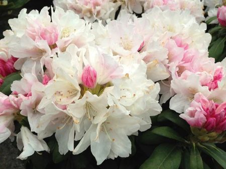 Yaku Princess Rhododendron Online now