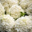 White Wedding Hydrangea Discount