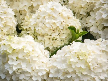 White Wedding Hydrangea Discount