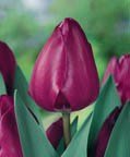 TULIP NEGRITA Satiny, Deep Purple Blooms, Combines Wonderfully with Lighter Varieties Online now