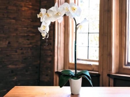 Stunning Orchids -Perfect Gift on Sale