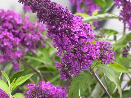 Tutti Frutti Butterfly Bush Cheap