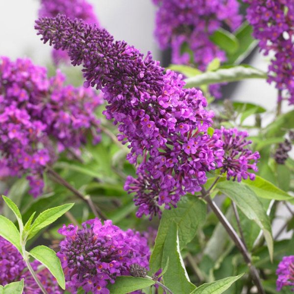 Tutti Frutti Butterfly Bush Cheap