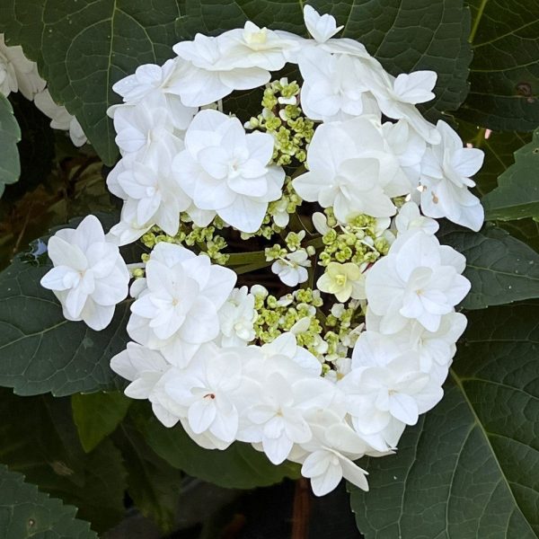 Wedding Gown Hydrangea Sale