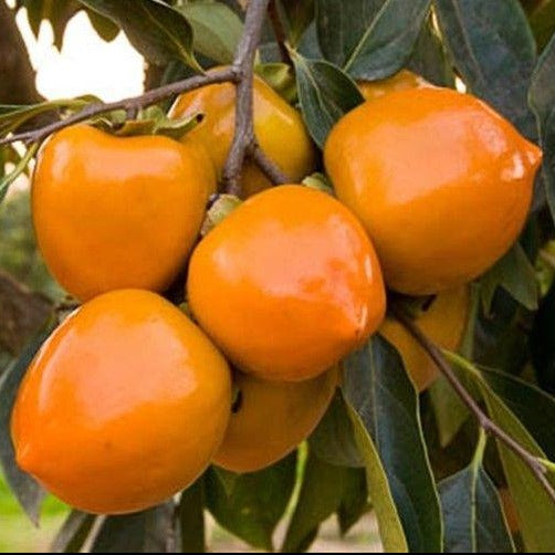 Tanenashi Fuyu Japanese Persimmon Supply