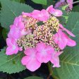 Twist-N-Shout Hydrangea Online Hot Sale