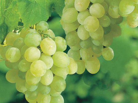 Thompson Seedless White Grapes Cheap