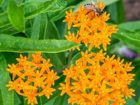 Butterfly Milkweed Discount