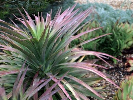 Yucca  Blue Boy  Discount