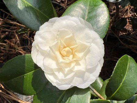 White By The Gate Camellia For Cheap