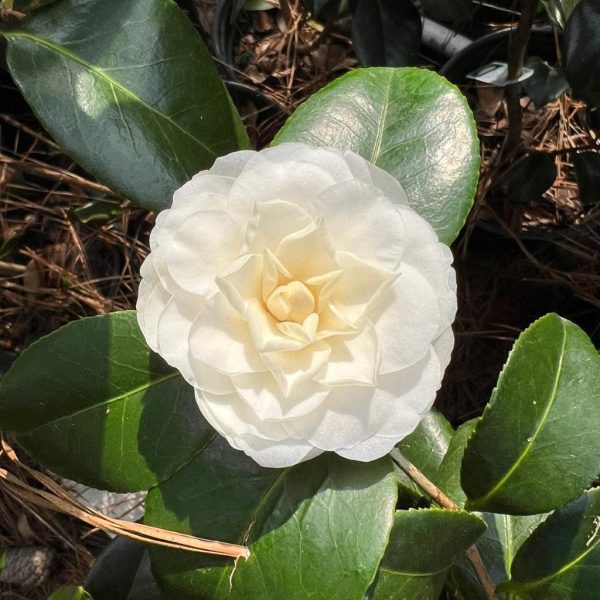 White By The Gate Camellia For Cheap