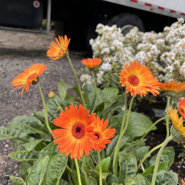 Gerbera Garvinea Sweet Sunset Daisy Online Sale