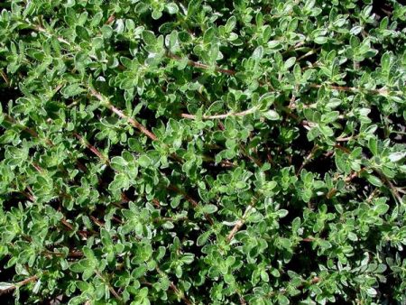 Thymus Serpyllum  Pink Chintz  Pink Chintz Thyme is An Evergreen Herb with Fuzzy, Dark Green Leaves and Pink Blooms Early Spring For Sale