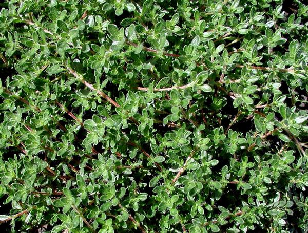 Thymus Serpyllum  Pink Chintz  Pink Chintz Thyme is An Evergreen Herb with Fuzzy, Dark Green Leaves and Pink Blooms Early Spring For Sale