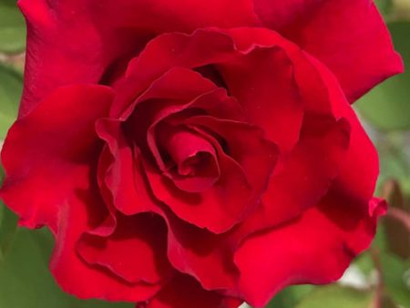 Brindabella Red Empress Rose For Sale