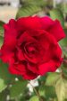 Brindabella Red Empress Rose For Sale