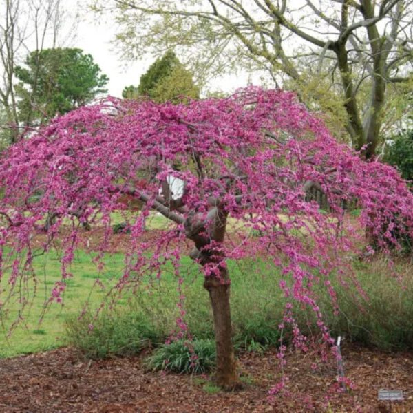 Weeping Redbud Tree Cheap