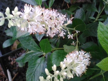 16 Candles Clethra, Candle Like Fragrant Blooms Good For Wet Areas Hot on Sale